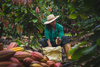 Cocoa chocolate 85% Tumaco 2.5 kg Fino de Aroma