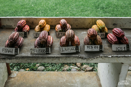 Cocoa chocolate 85% Tumaco 2.5 kg Fino de Aroma