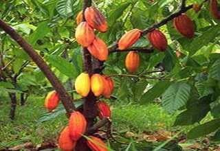 Masło kakaowe nierafinowane spożywcze 100 gr Peru I-Organic