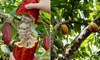 Nieraf cocoa butter, 200 gr, straight from Colombia