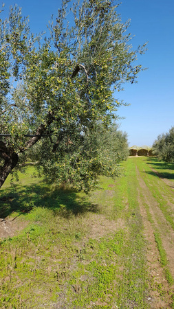 Oliwa Włoska zbiór listopad 2023, 5L, Monocultivar, niefiltrowana, z Apulii