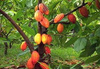 Ceremonial cocoa drops straight from Colombia 1 kg