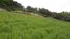 Oregano 30g, BIO, Organic, straight from Crete