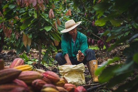 Cocoa chocolate 85% Tumaco 2.5 kg Fino de Aroma