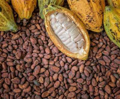 Cacao Crushed Beans, 250g straight from Colombia