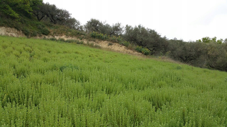 Oregano 30g, BIO, Organic, straight from Crete