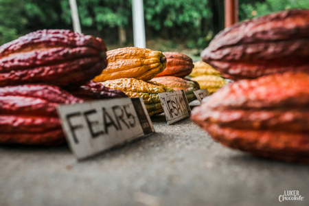 Cocoa chocolate 85% Tumaco 2.5 kg Fino de Aroma