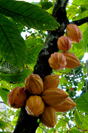 Unrefined cocoa butter,straight from Colombia 1 kg
