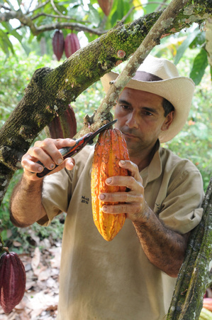 I-ORGANIC bitter chocolate , Tumaco 65%, own production